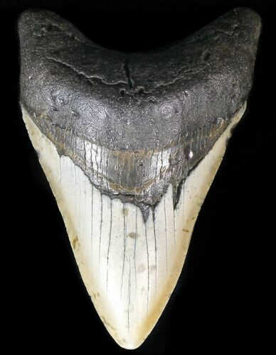 Megalodon Tooth - North Carolina #59066